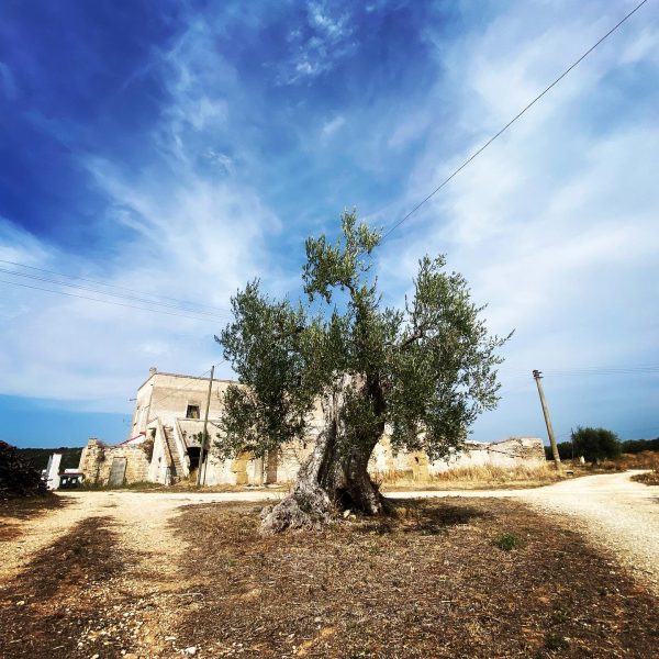 Pujje Helios EVOO - Afbeelding 3