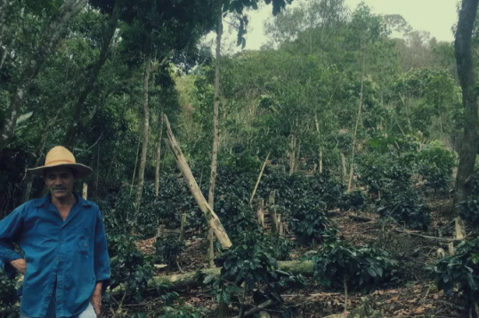 Koffie Honduras Quin Washed - Viva Sara